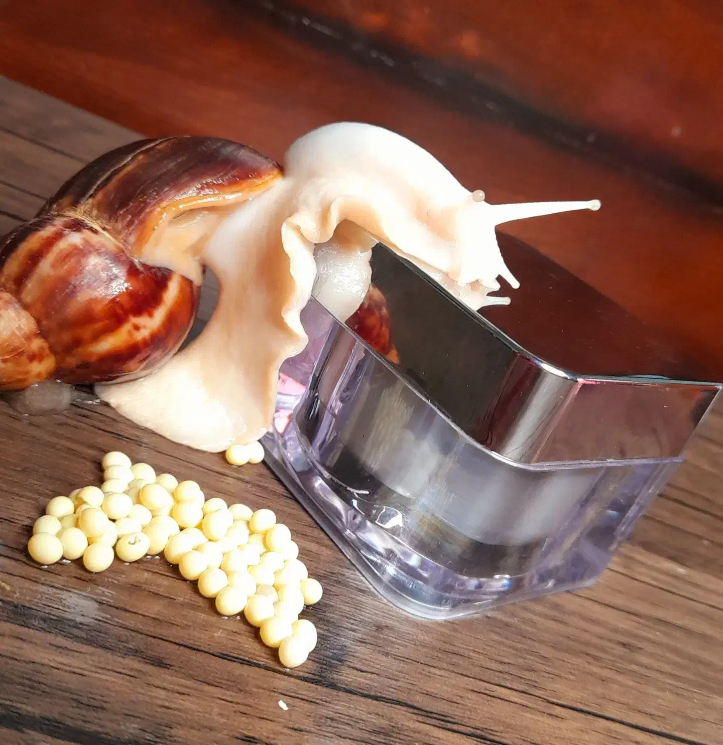 فروش انواع نژاد حلزون مولد طبی|خزنده|رفسنجان, |دیوار