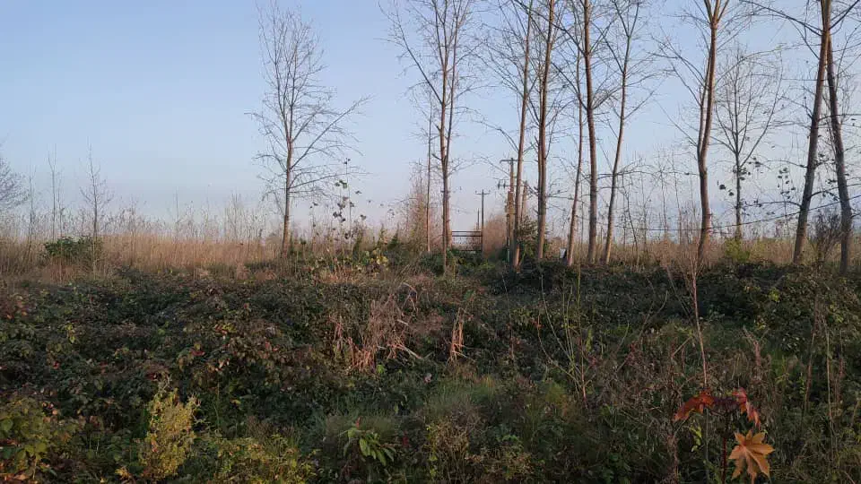 فروش زمین زیبا کنار|فروش زمین و ملک کلنگی|زیباکنار, |دیوار