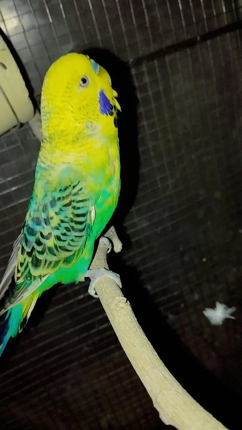 مرغ عشق انگلیسی رینبو اسپانگل خاص ضمانتی|پرنده|خاش, |دیوار