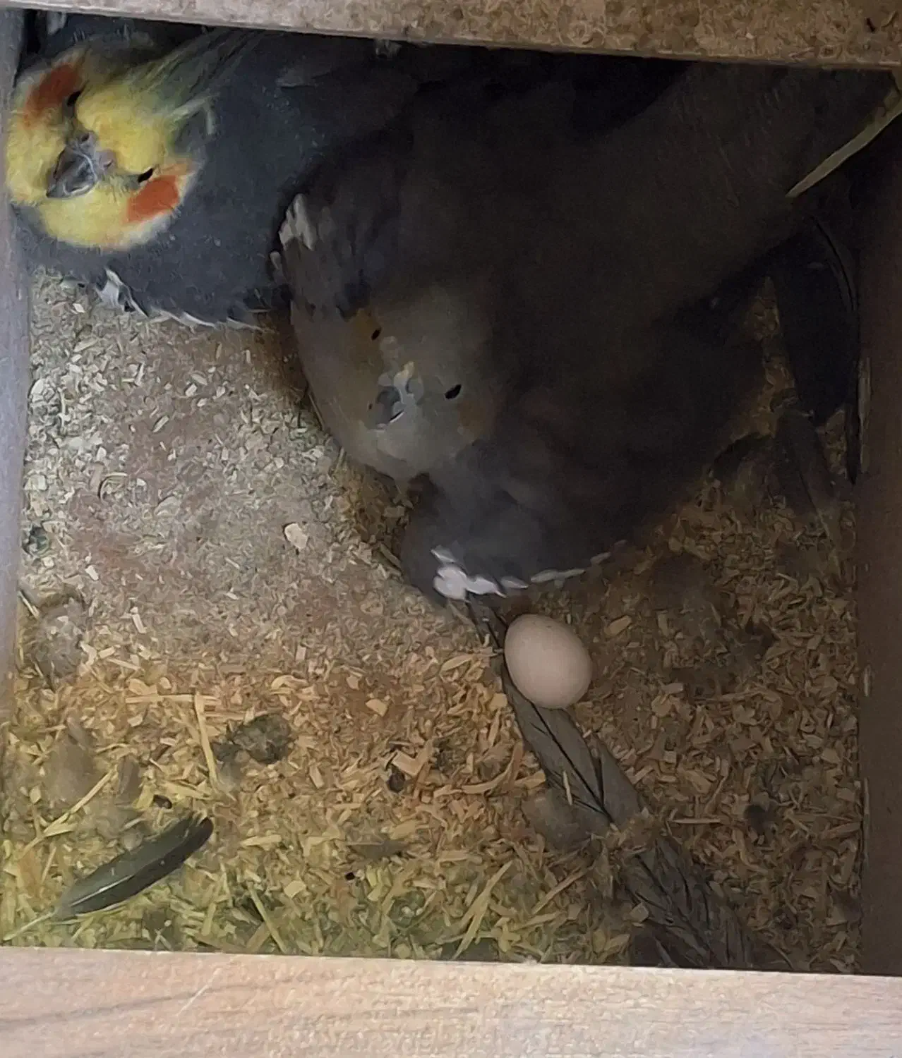 عروس هلندی به دلیل کمبود جا|پرنده|فولادشهر, مسکن مهر فولادشهر|دیوار