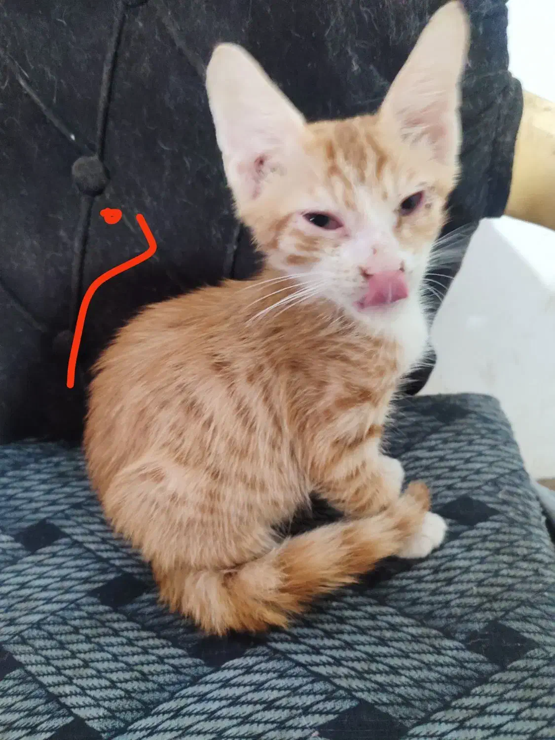 گربه|گربه|گرگان, |دیوار