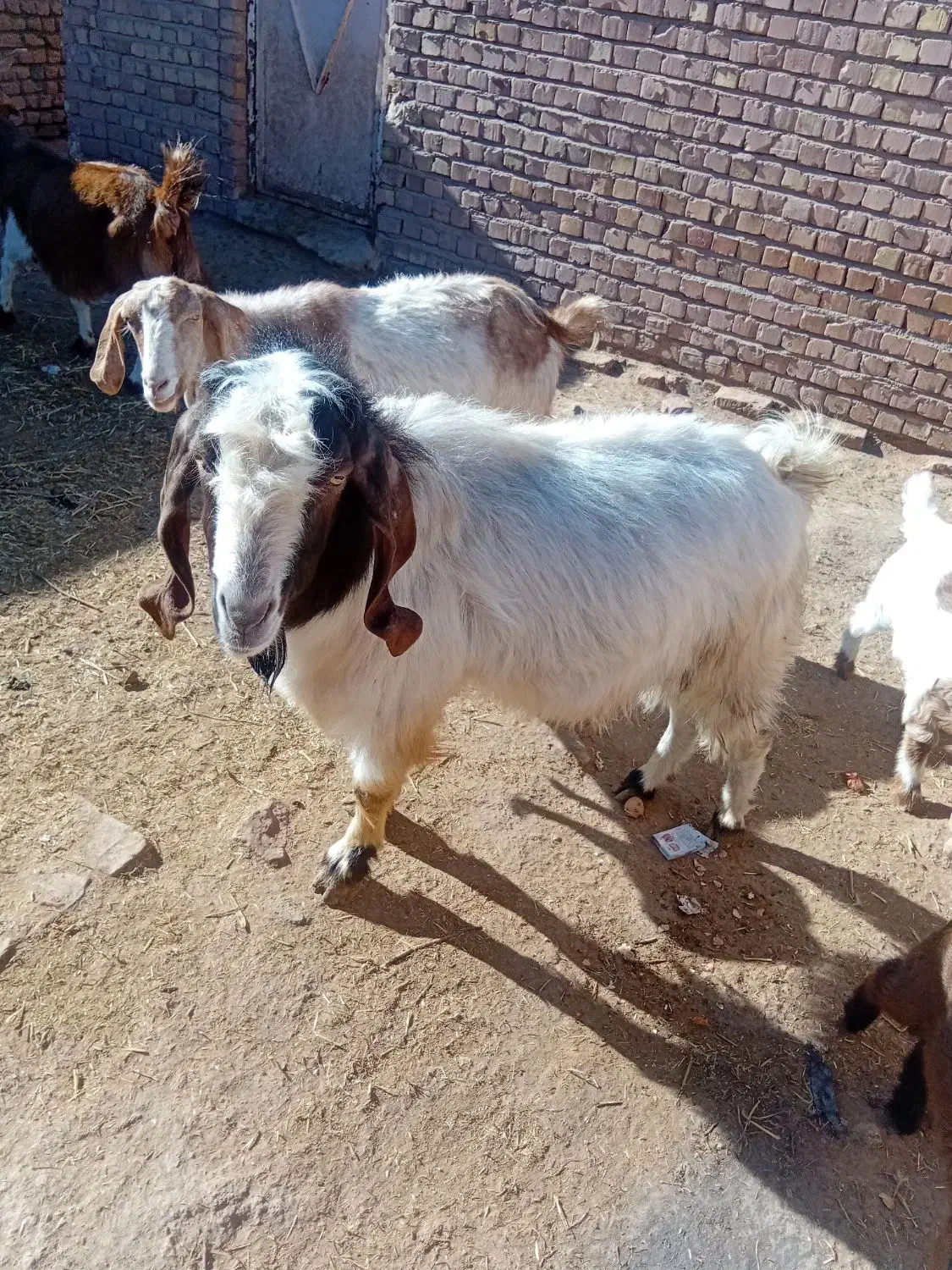 نربز|حیوانات مزرعه|نیشابور, دربقاضی|دیوار