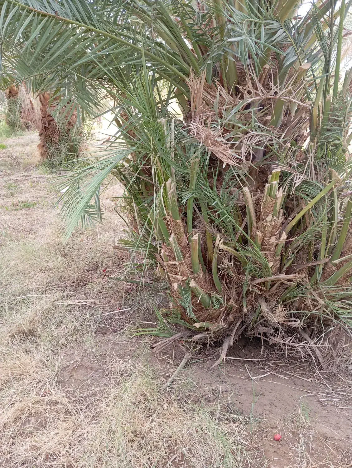 حدود 100تا جونگ مضافتی درجه یک سن مادریشون 25ساله|گل و گیاه طبیعی|ریگان, |دیوار