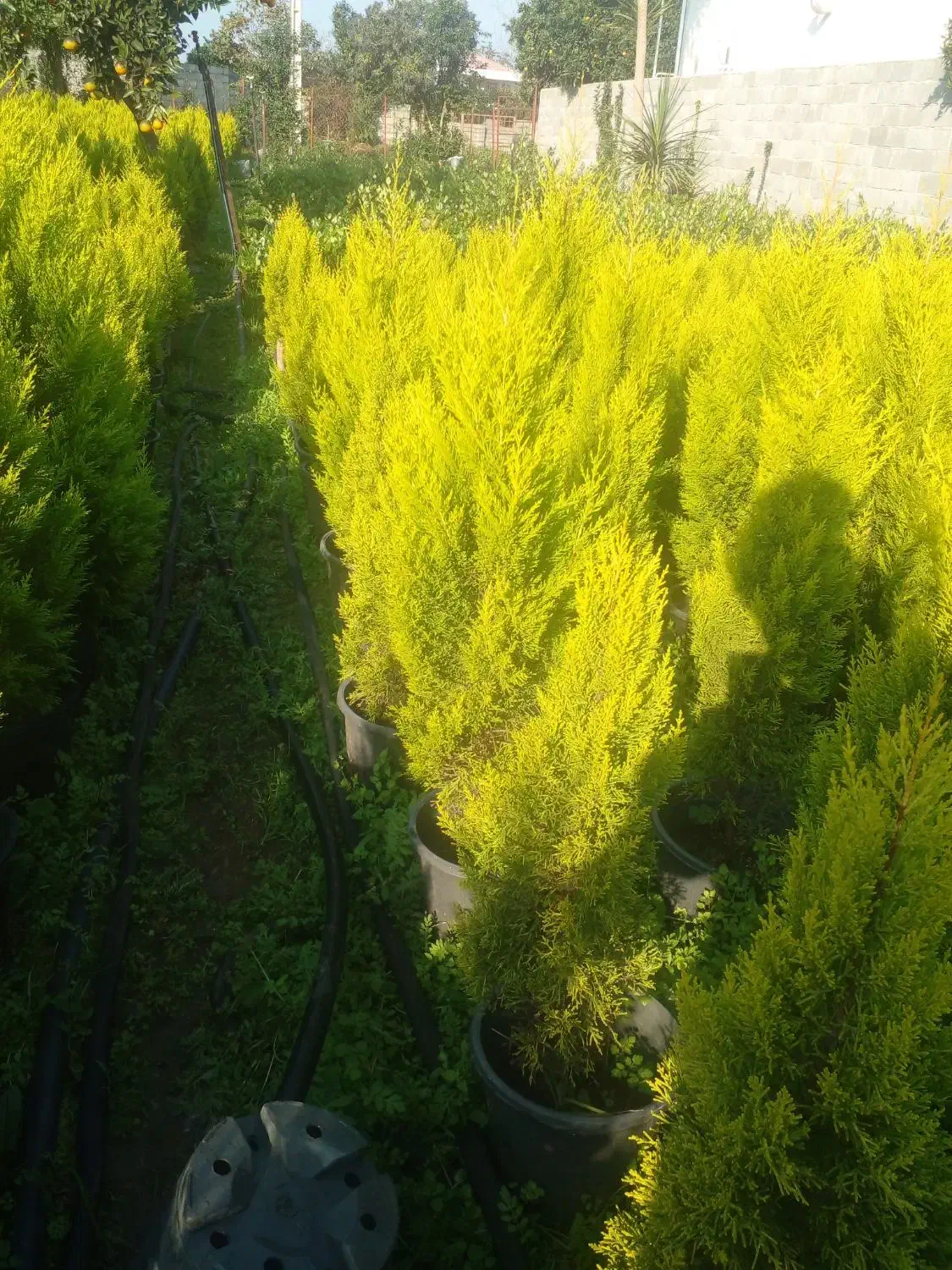 کاج سطل۱۰ ریشه پرس پیچسترون سطل۳|عمدهفروشی|چابکسر, |دیوار