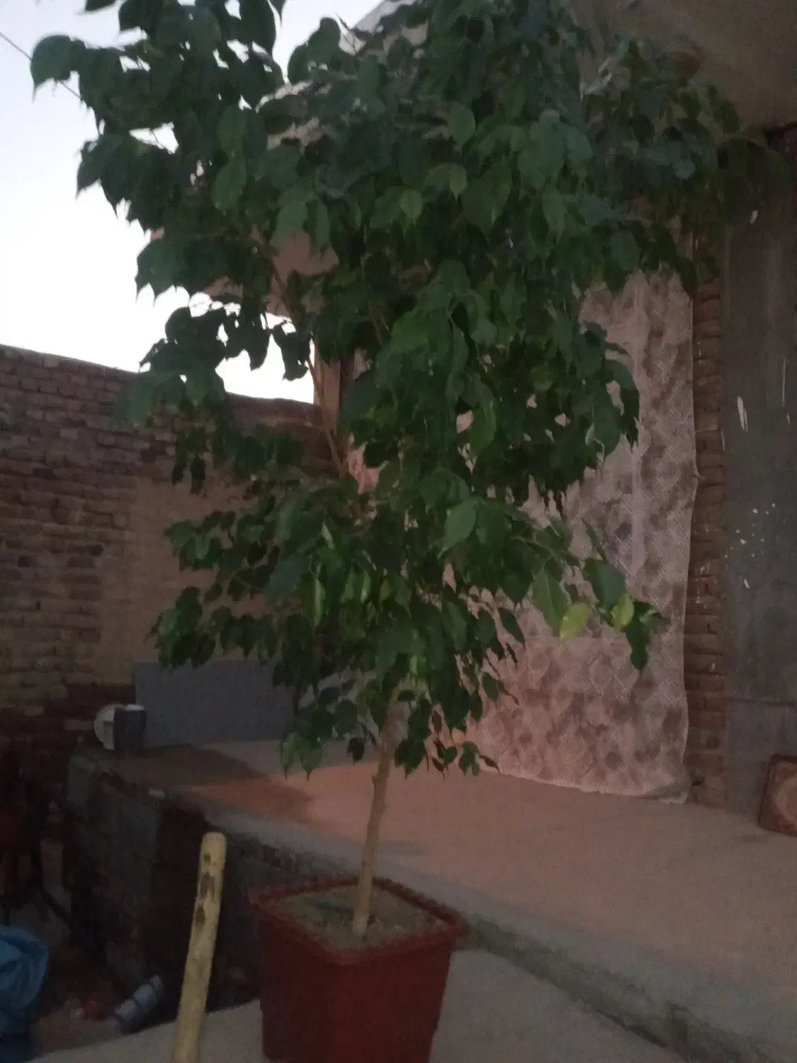 فروش گل|گل و گیاه طبیعی|بناب, |دیوار