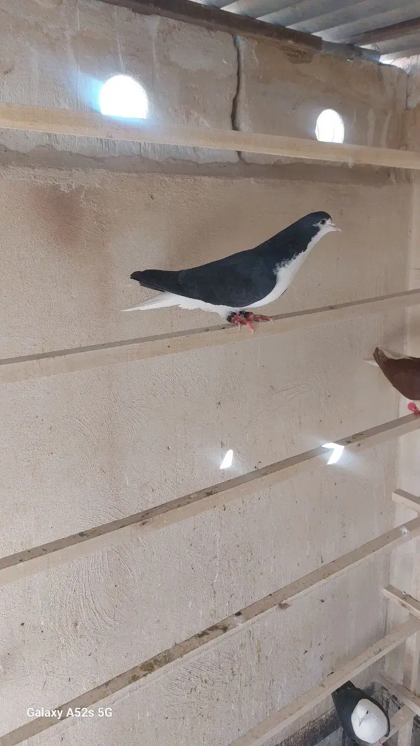 ماده پلاس|پرنده|قم, انسجام|دیوار