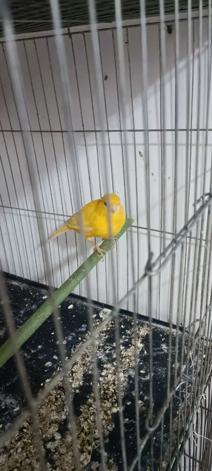 قناری ماده|پرنده|پاکدشت, پاکدشت (مامازند)|دیوار