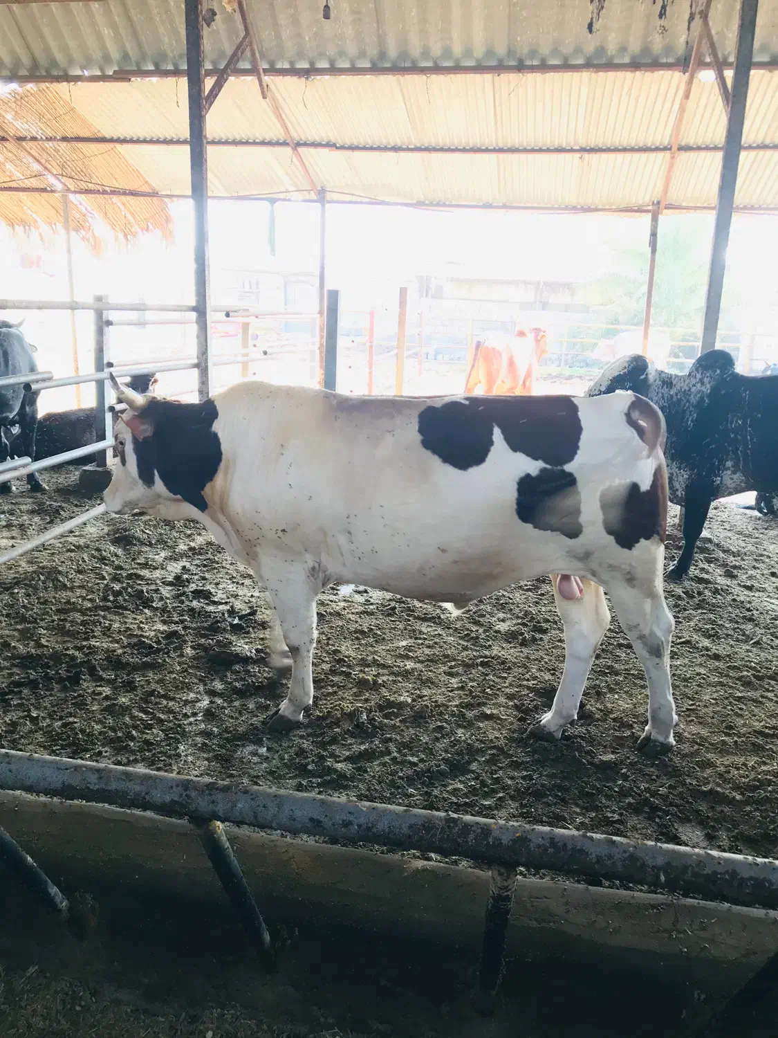 نگهبانی و کار در گاوداری|استخدام سرایداری و نظافت|تخت, |دیوار