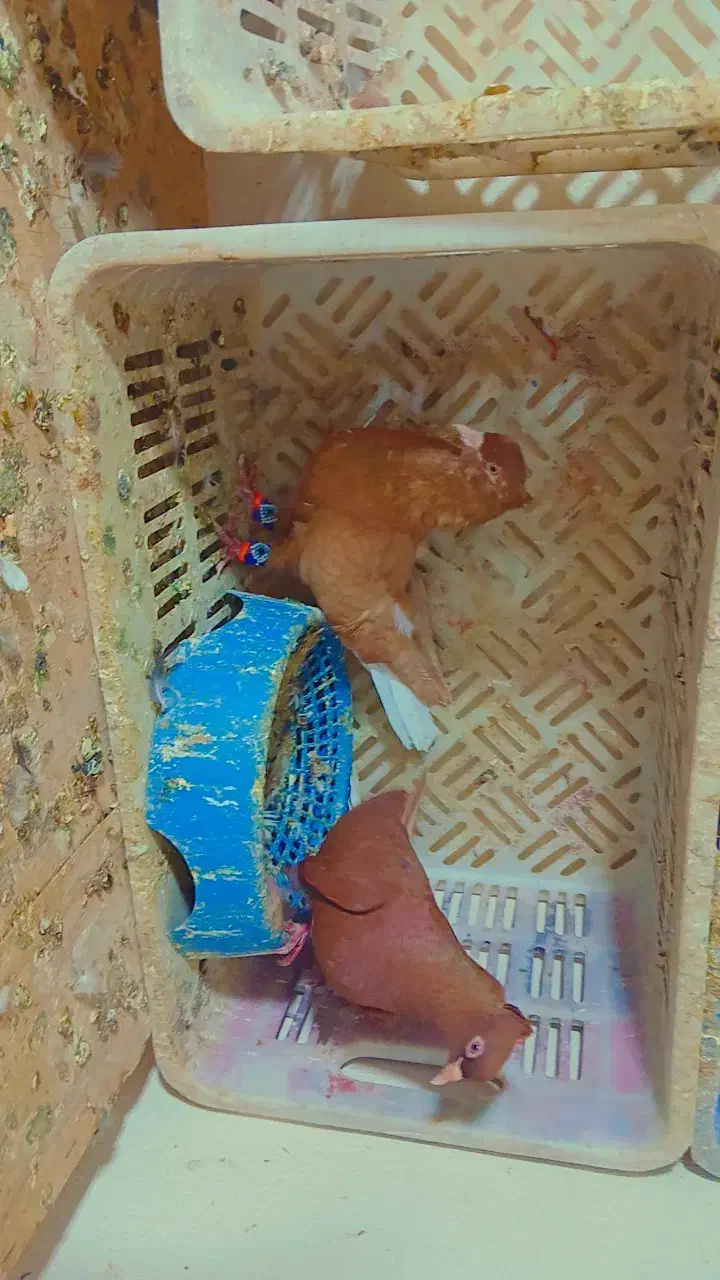 چند جفت کبوتر رنگی و سار نر و ماده|پرنده|چناران, |دیوار