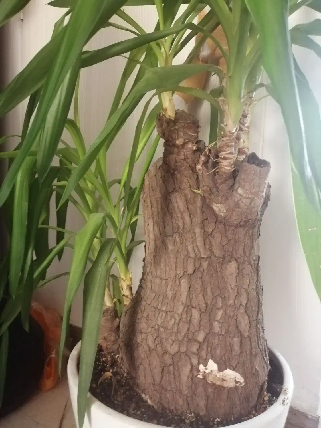 گلدان گل یوکا بسیـار زیبا|گل و گیاه طبیعی|قم, مجیدیه|دیوار