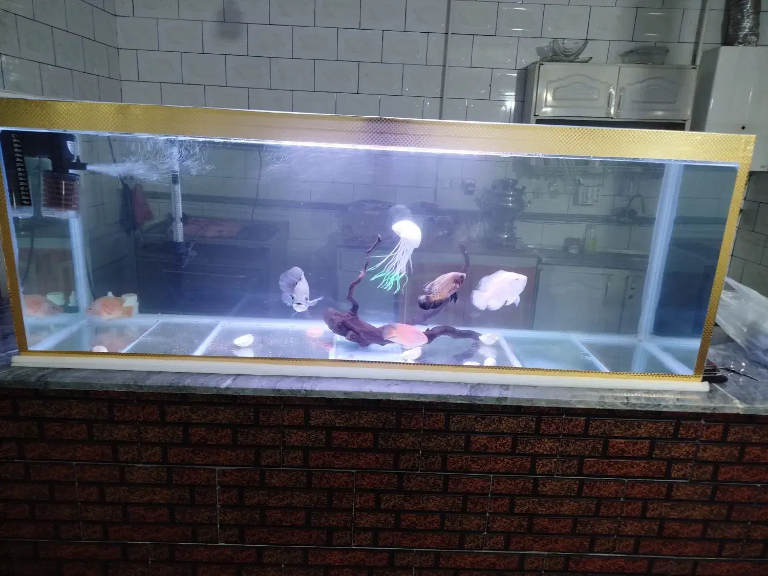 اکواریوم با لوازم و ماهی|ماهی|اسلامآباد غرب, |دیوار