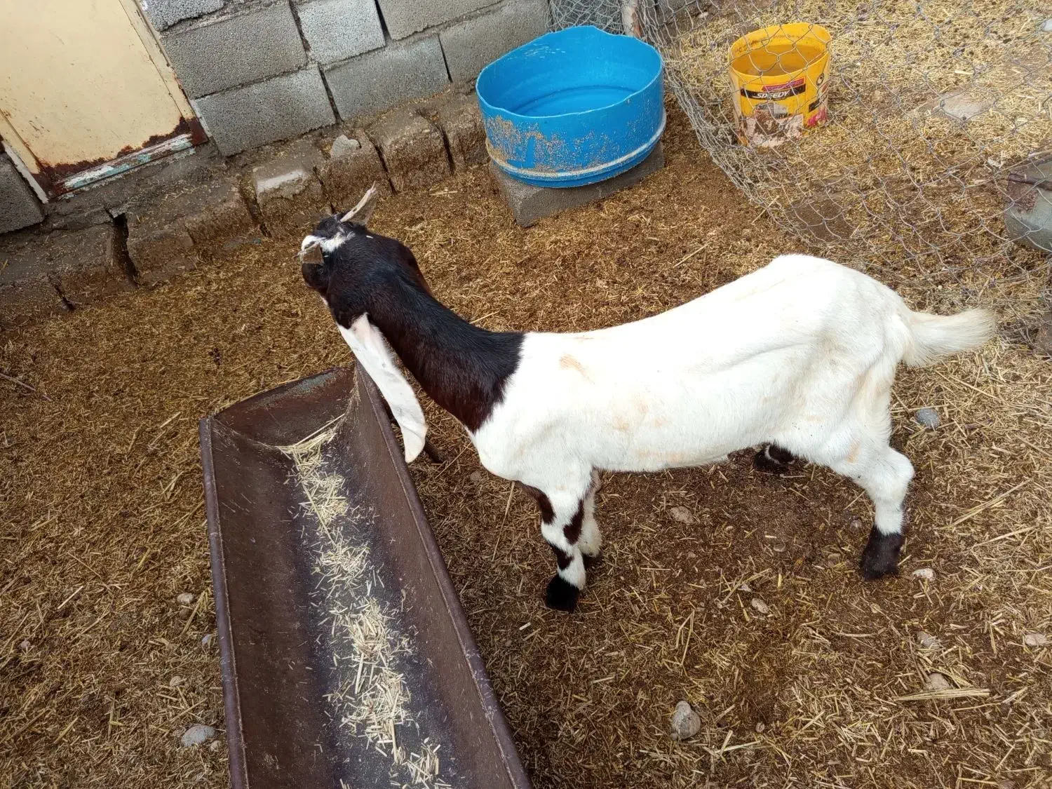 بز تیشتر بیگ|حیوانات مزرعه|شوشتر, |دیوار