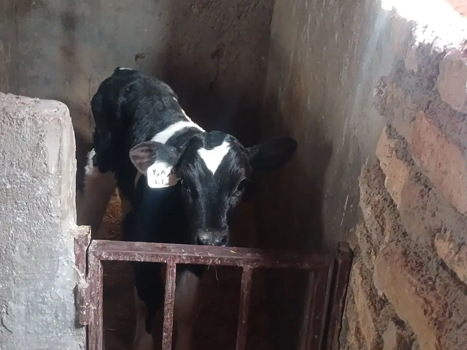 گوساله شیرخوار نر|حیوانات مزرعه|قزوین, |دیوار