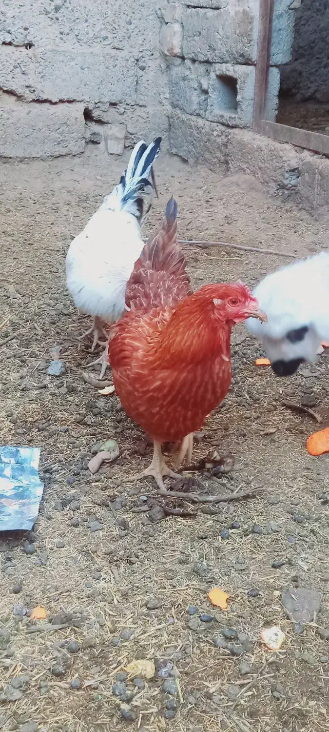 مجسمه مرغ|مجسمه، تندیس، ماکت|زابل, |دیوار