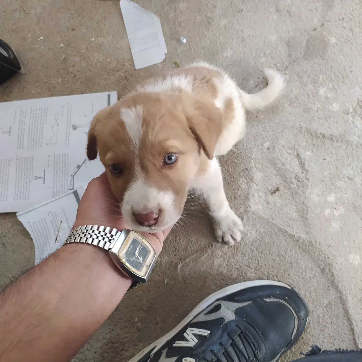 سگ کوچولو|سگ|قائن, |دیوار