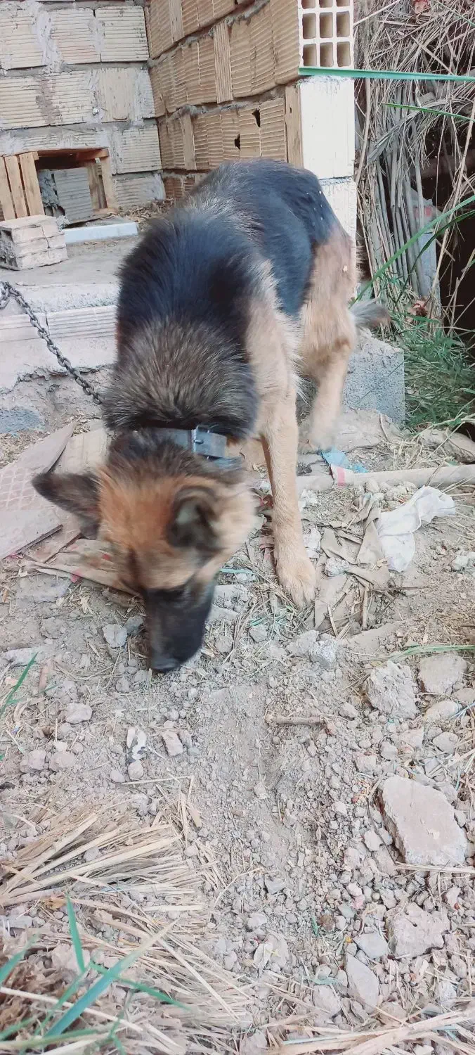 فروشی|سگ|جیرفت, |دیوار