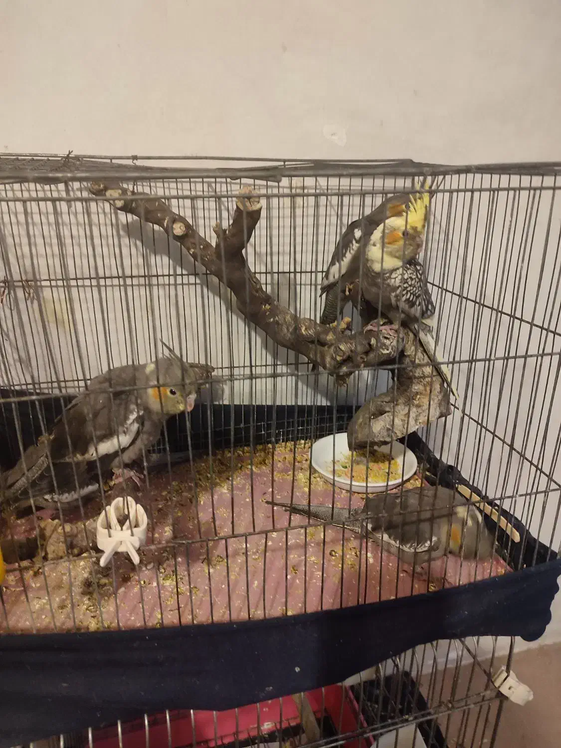 عروس هلندی|پرنده|چهاردانگه (تهران), |دیوار