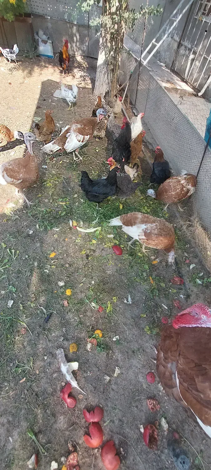 مرغ خروس|حیوانات مزرعه|امیدیه, |دیوار