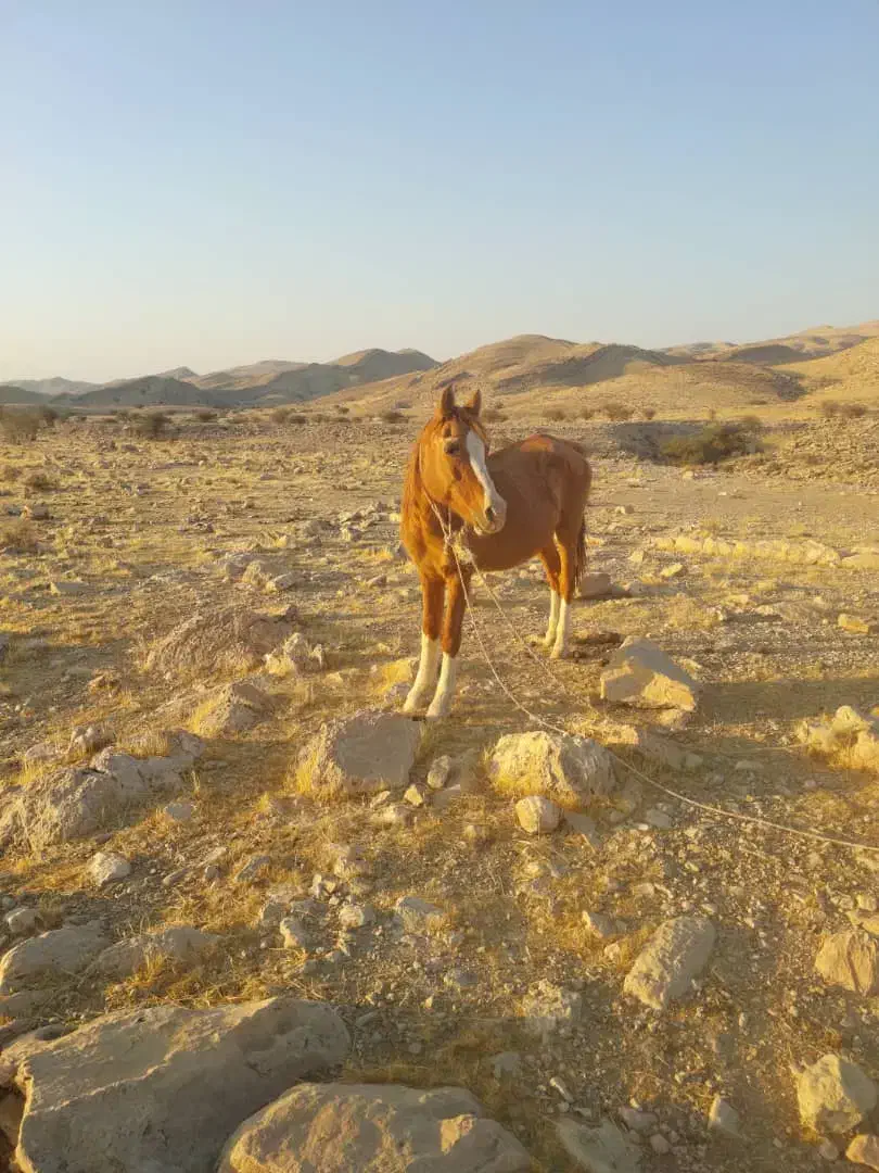 اسب|اسب و تجهیزات اسب‌سواری|فراشبند, |دیوار