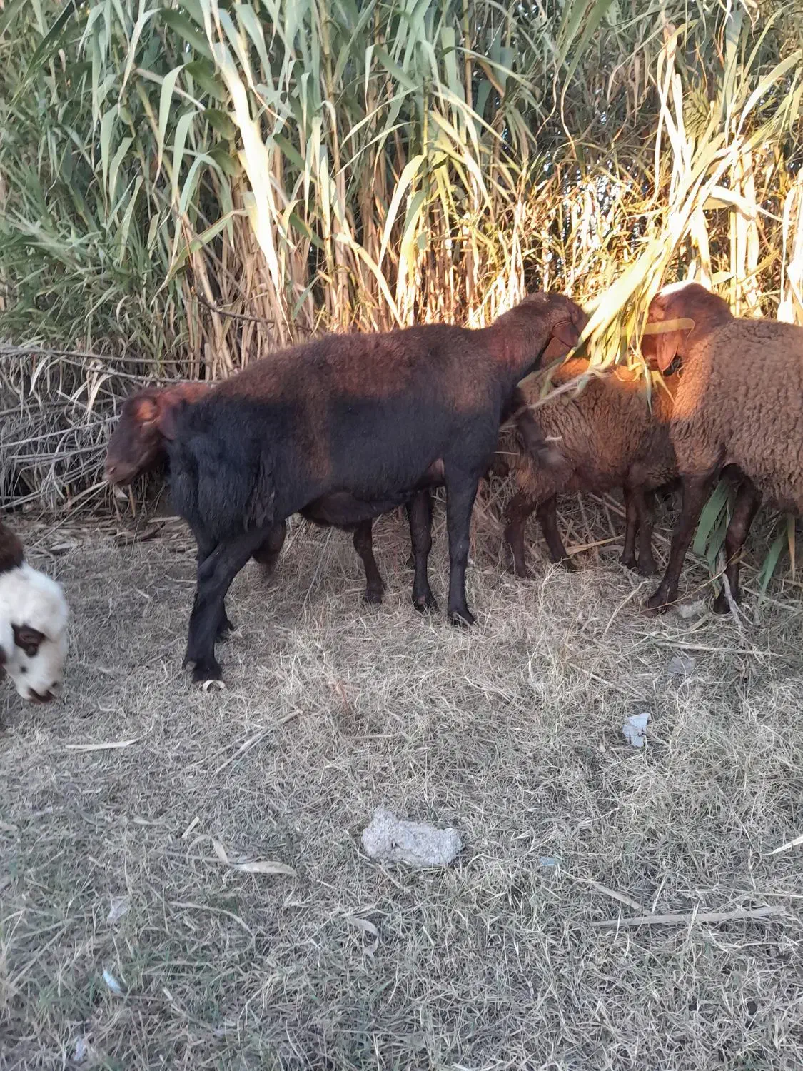 قوچ|حیوانات مزرعه|مزرعه کتول, |دیوار