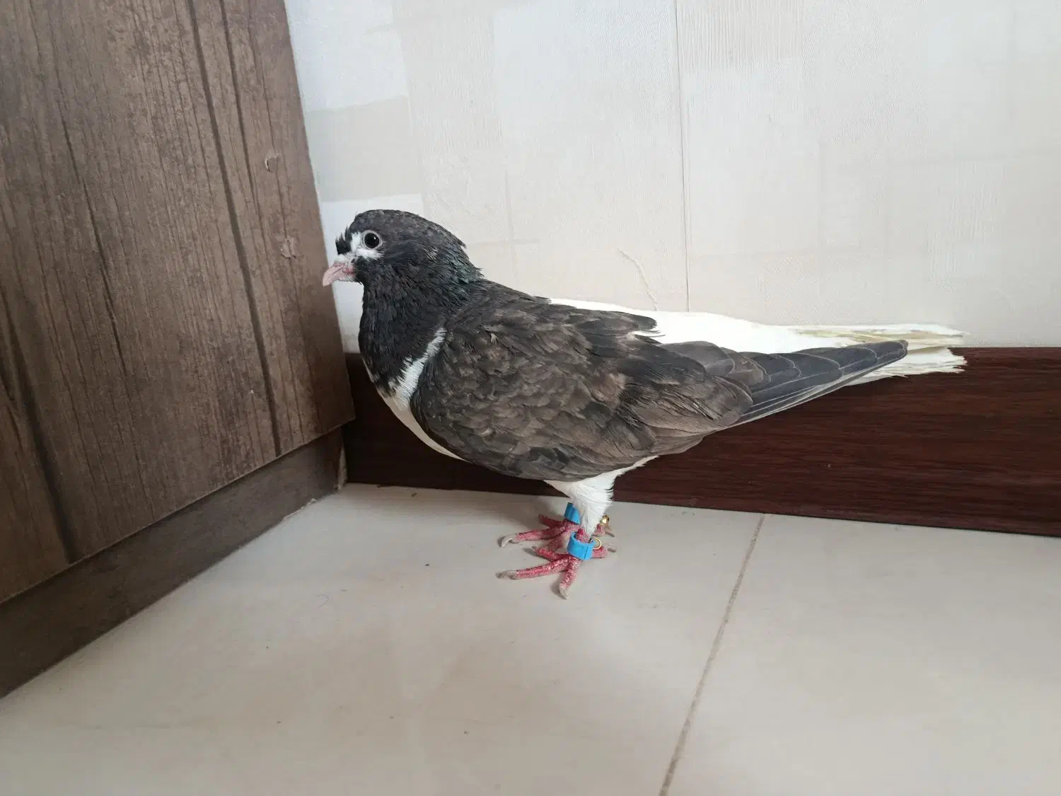 کفتر چپ مشکی ماده هوایی و به شرط تخم و جوجه|پرنده|گلبهار, شهر جدید گلبهار|دیوار