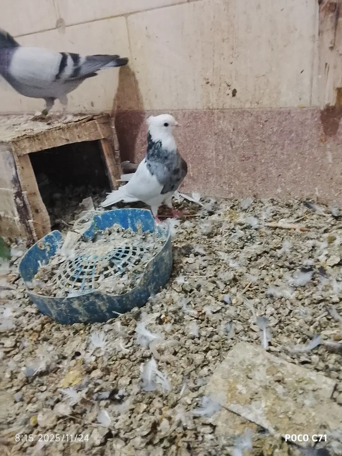 طوقی|پرنده|شادگان, |دیوار