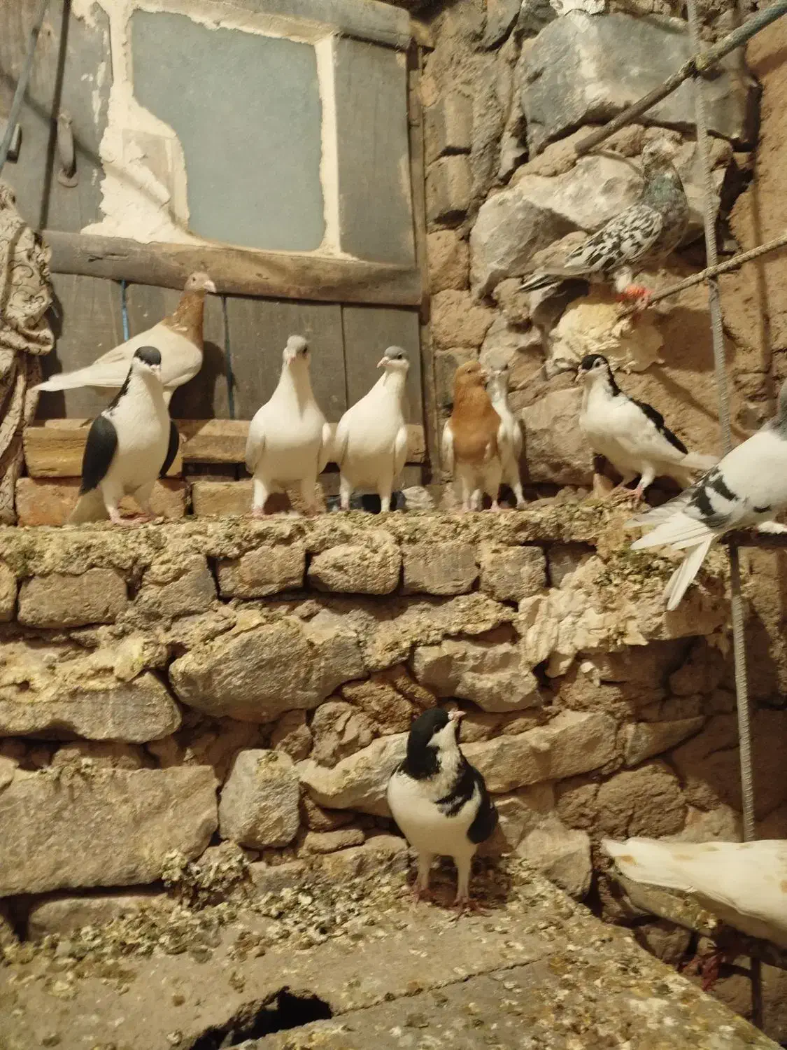 کبوتر|پرنده|تاکستان, |دیوار