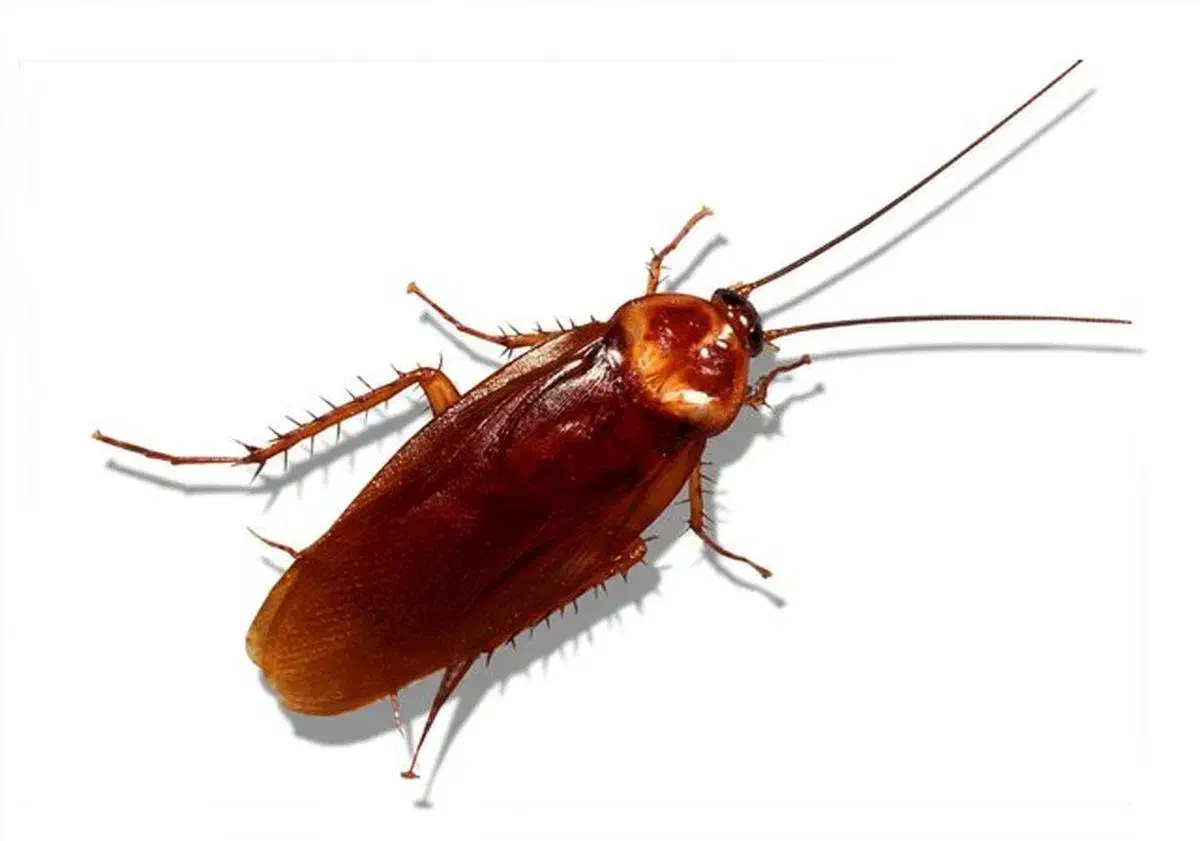 شرکت مبارزه با حشرات و ناقلین سلامت اندیشان طرهان|خدمات نظافت|کوهدشت, |دیوار