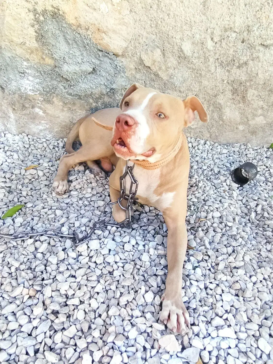 پیت بول نر وارداتی ۲سال و نمیه|سگ|اصفهان, ستار|دیوار