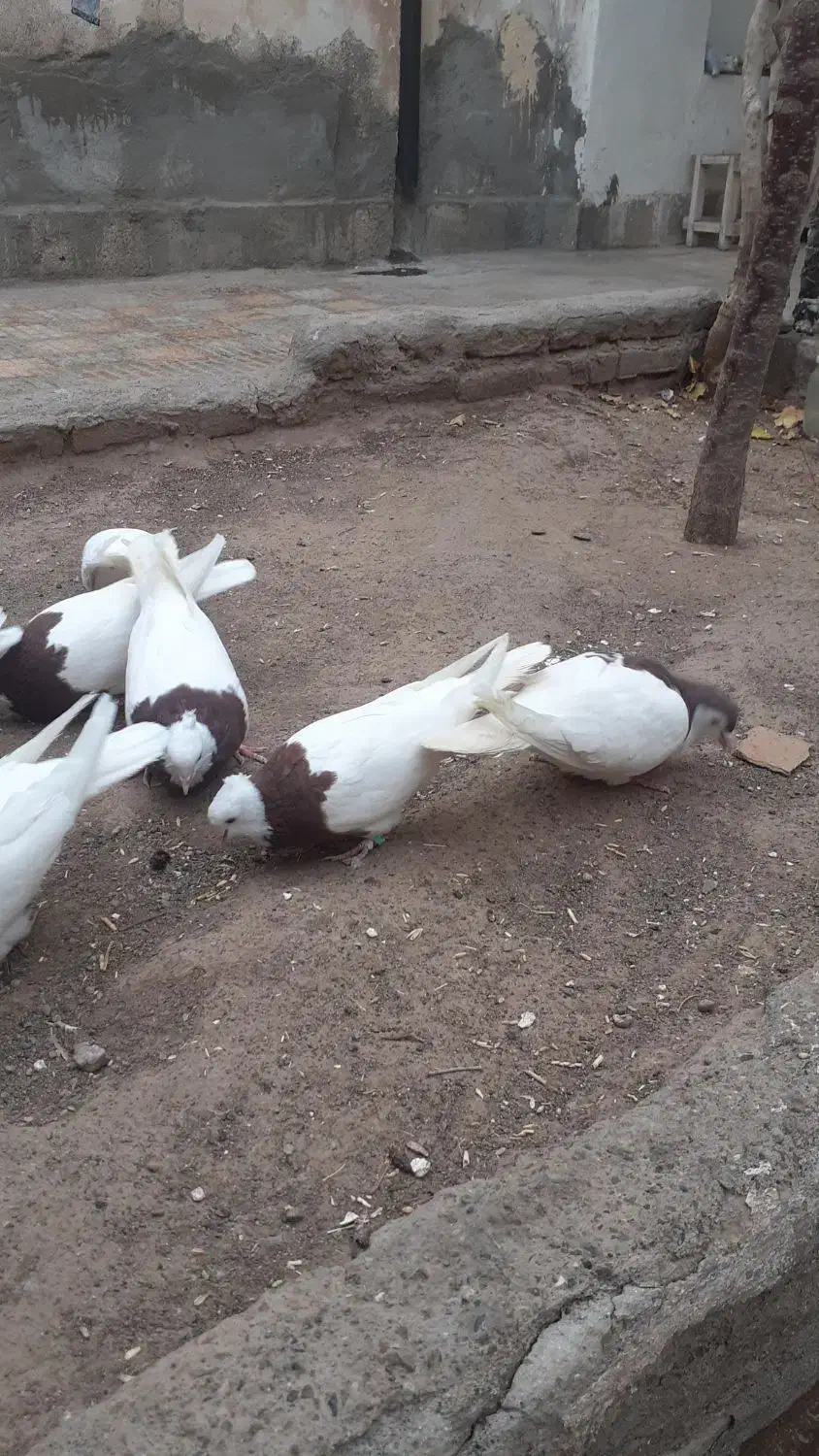 طوقی|پرنده|سبزوار, امیریه|دیوار