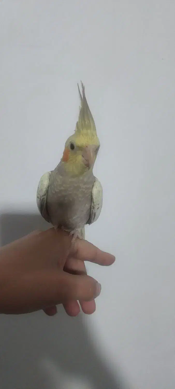 دوعددعروس هلندی دوماهه و نیمه نژاد سخنگویک میلیون|پرنده|کرمان, |دیوار