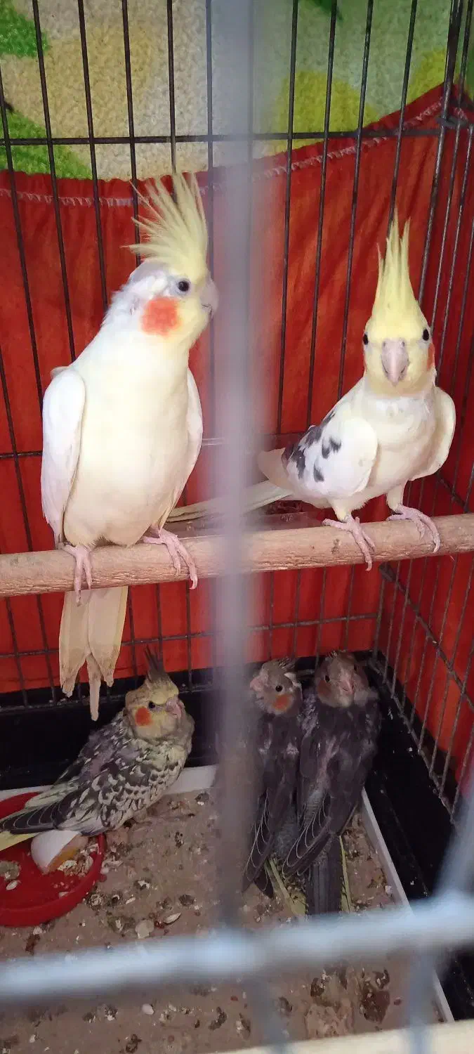 طوطی عروس 5 عدد پدر مادر و پایین سه فرزند|پرنده|رشت, باهنر|دیوار