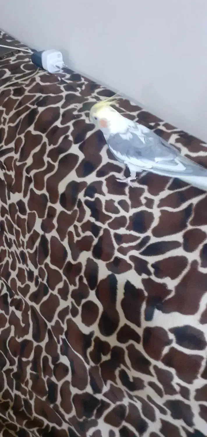 عروس هلندی ماده.باهوش.گاز نمیگیره|پرنده|خمین, |دیوار