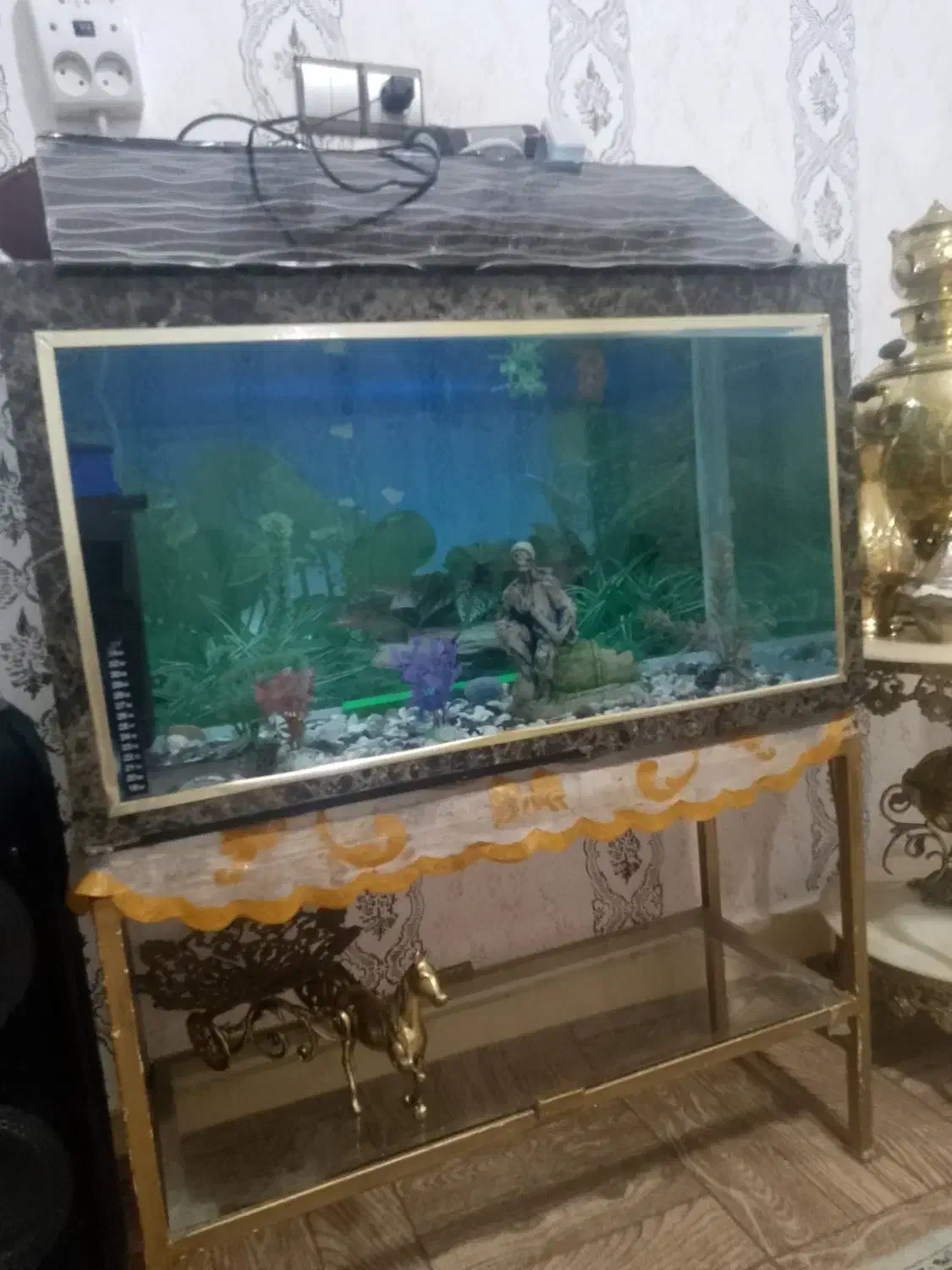 آکواریوم|ماهی|خرم‌آباد, |دیوار