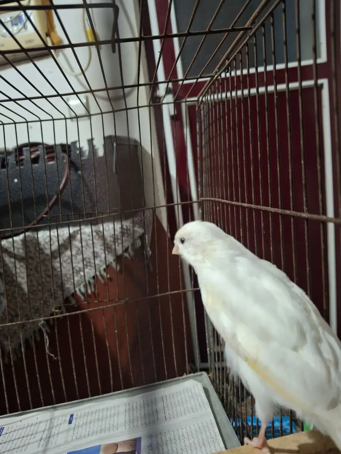 قناری نر سفید جوان|پرنده|رشت, پل تالشان|دیوار