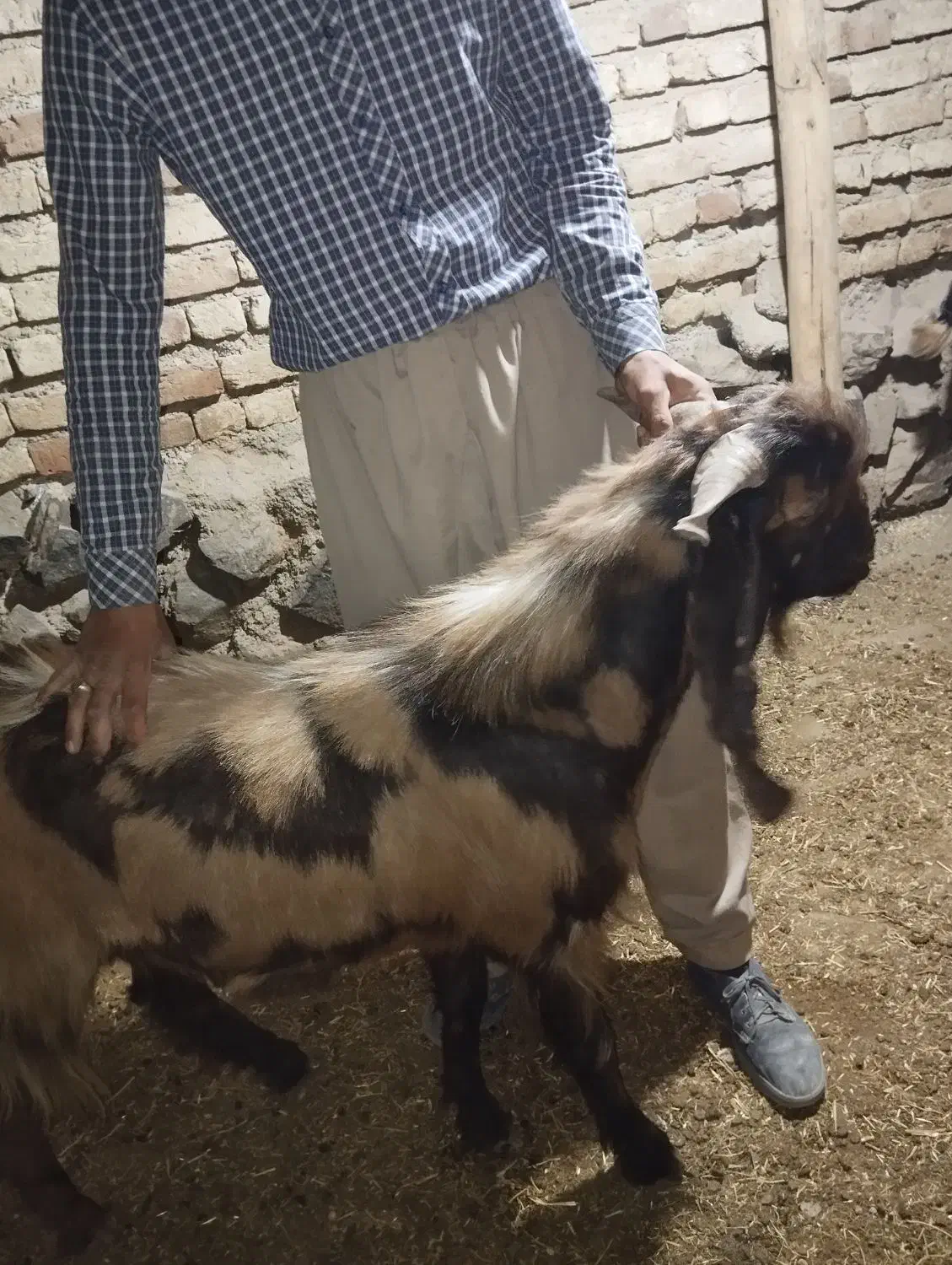 بزنر پاکستانی اصل|حیوانات مزرعه|سنندج, |دیوار