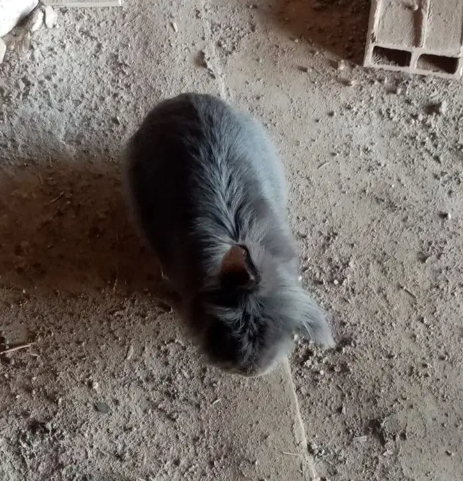 خرگوش لپی|موش و خرگوش|نیشابور, کوی یغما|دیوار