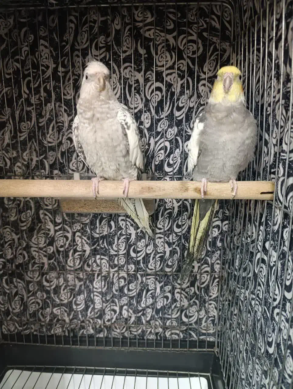 عروس هلندی|پرنده|آران و بیدگل, |دیوار