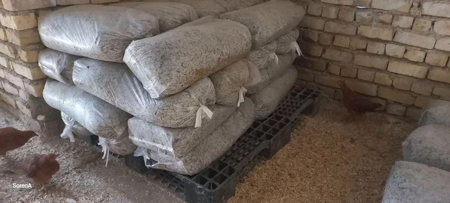 بلدرچین ،بوقلمون، اردک، جوجه مرغ و خروس 70 روزه|حیوانات مزرعه|اصفهان, شیخ اشراق|دیوار