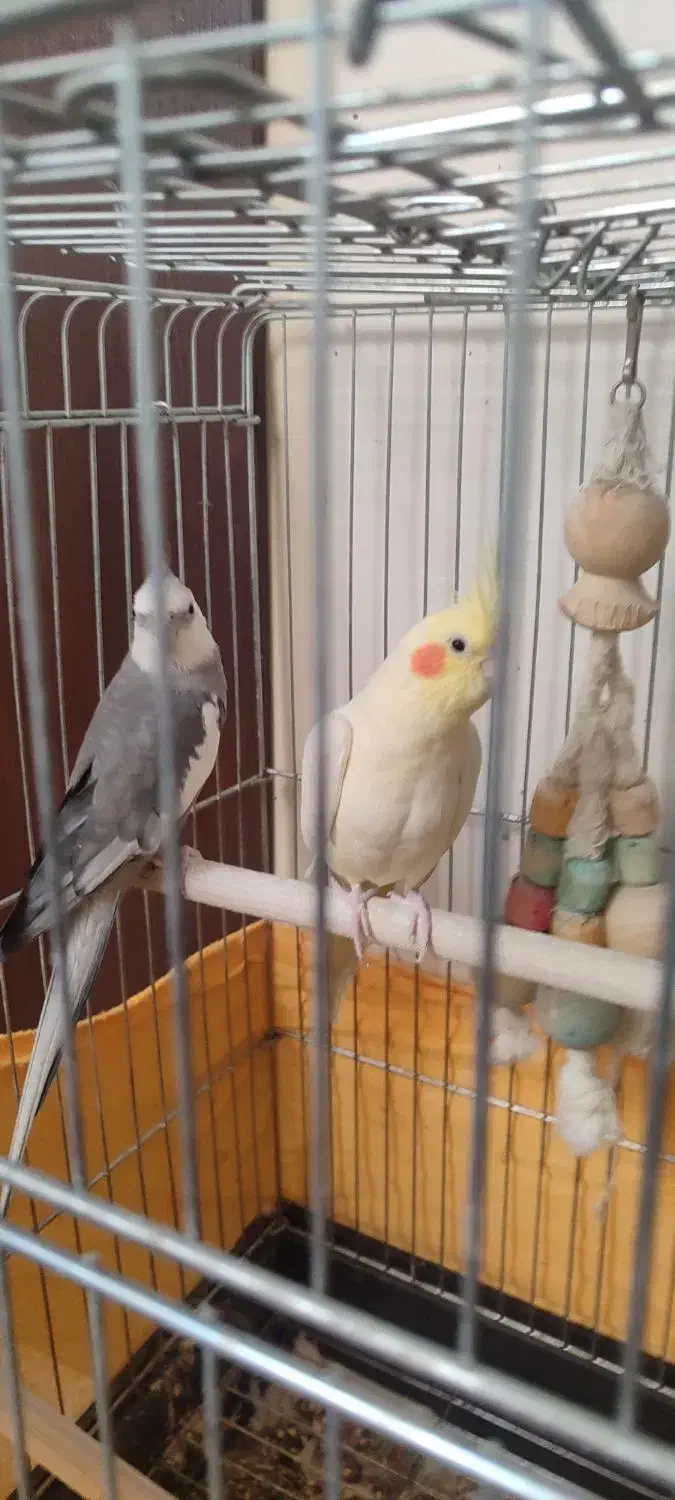 عروس هلندی مولد|پرنده|وحیدیه, |دیوار