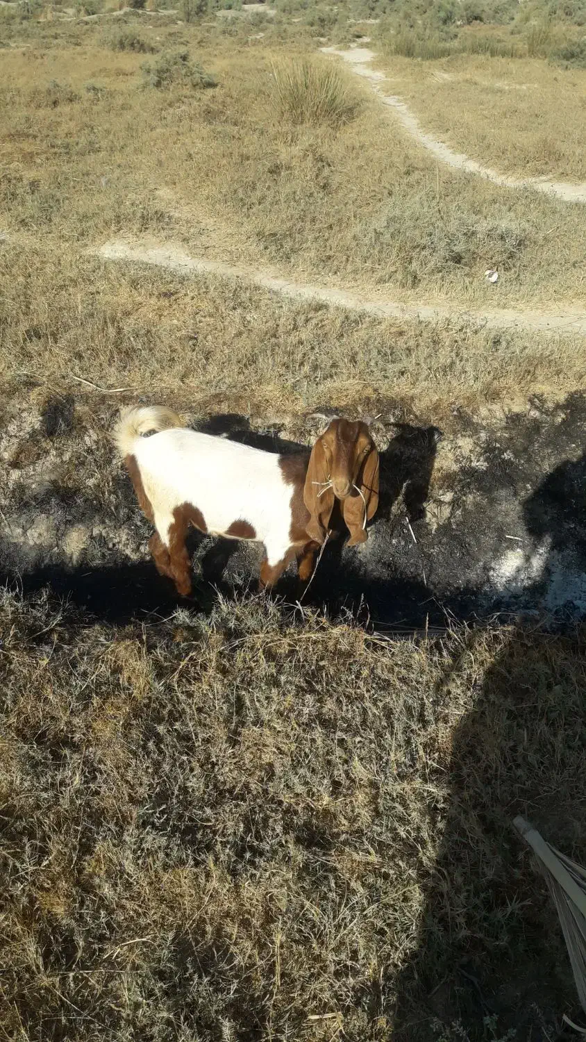 دوعدد بزماده|حیوانات مزرعه|خرمشهر, |دیوار