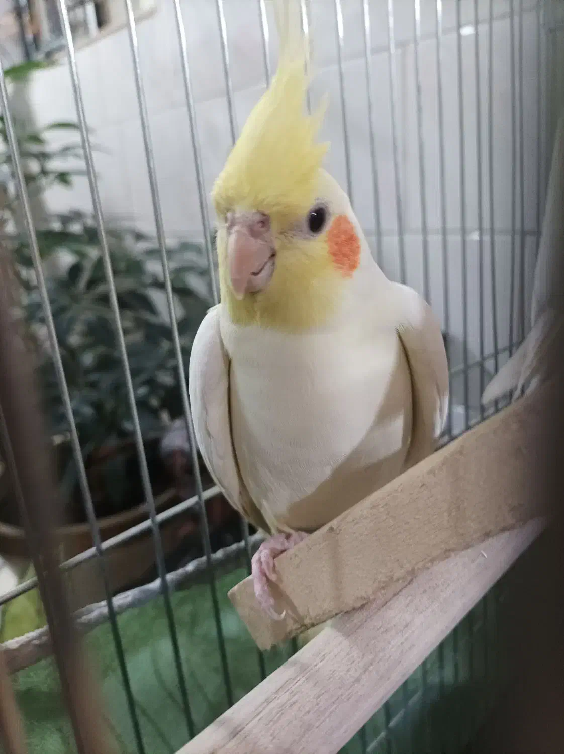 عروس هلندی|پرنده|اسلام‌‌آباد غرب, |دیوار