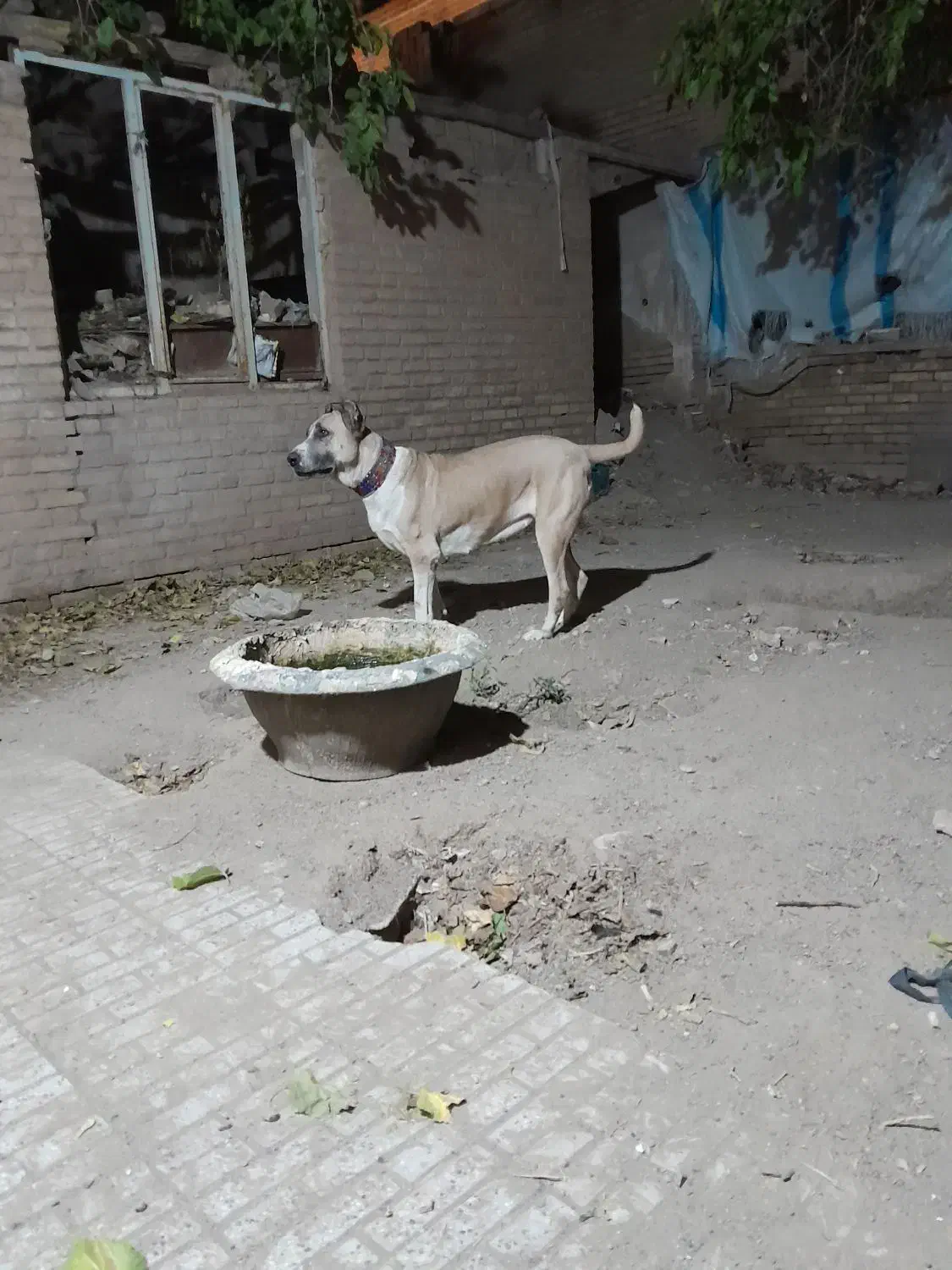 ماده خراسانی اصیل|سگ|سبزوار, قائم|دیوار