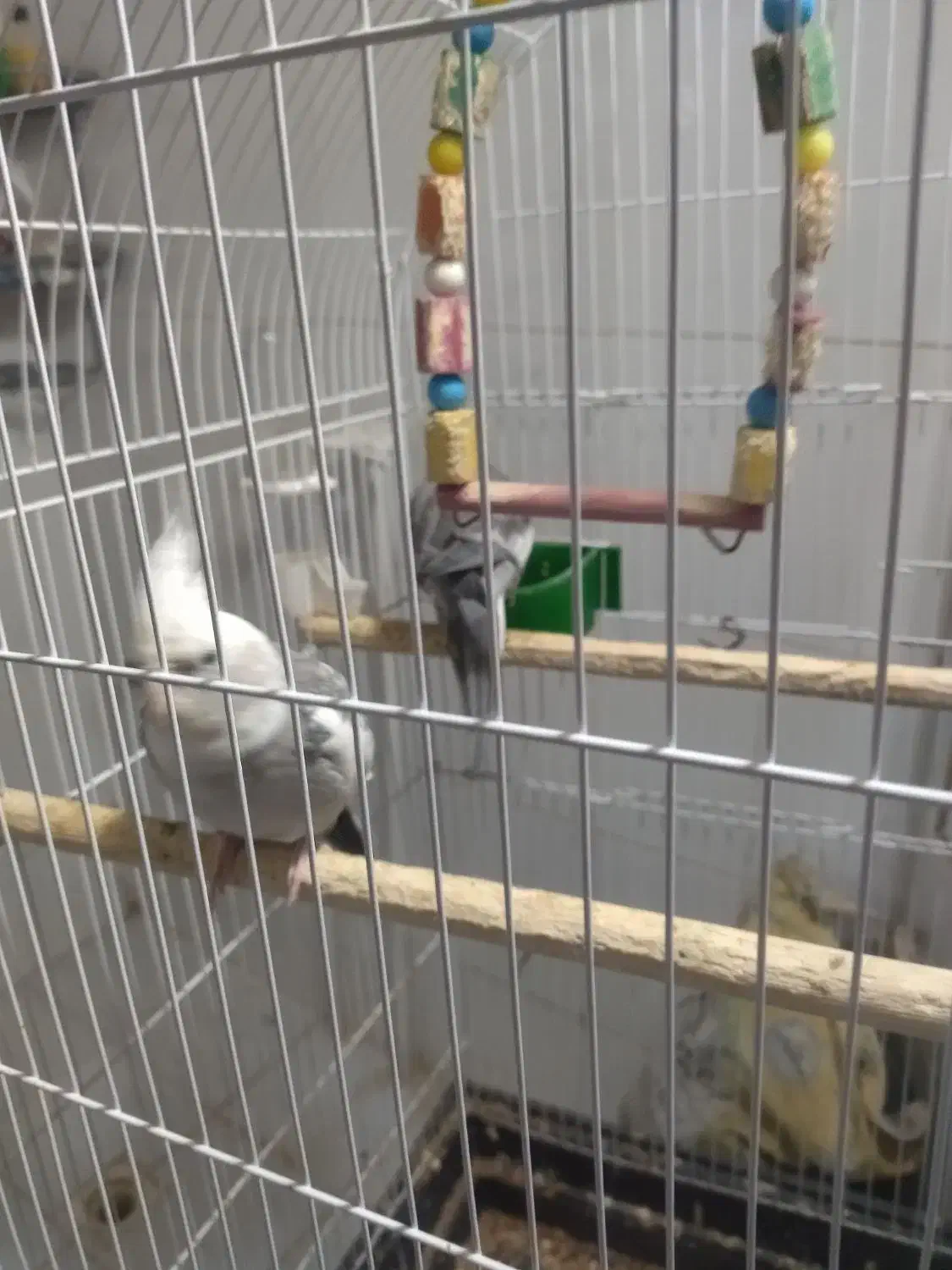 عروس هلندی جفت|پرنده|مشهد, امیرآباد|دیوار