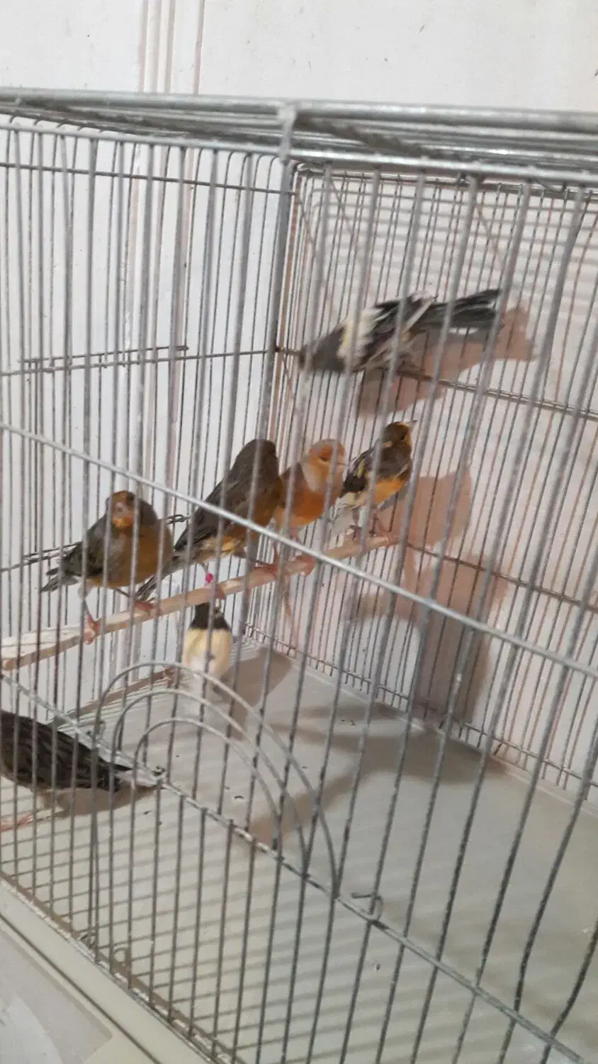 قناری نر شلاقی و مست (خوشرنگ)|پرنده|اصفهان, قلعه طبره|دیوار