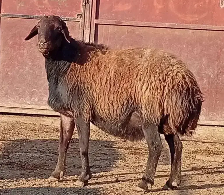 قوچ هترو|حیوانات مزرعه|طاغنکوه, |دیوار