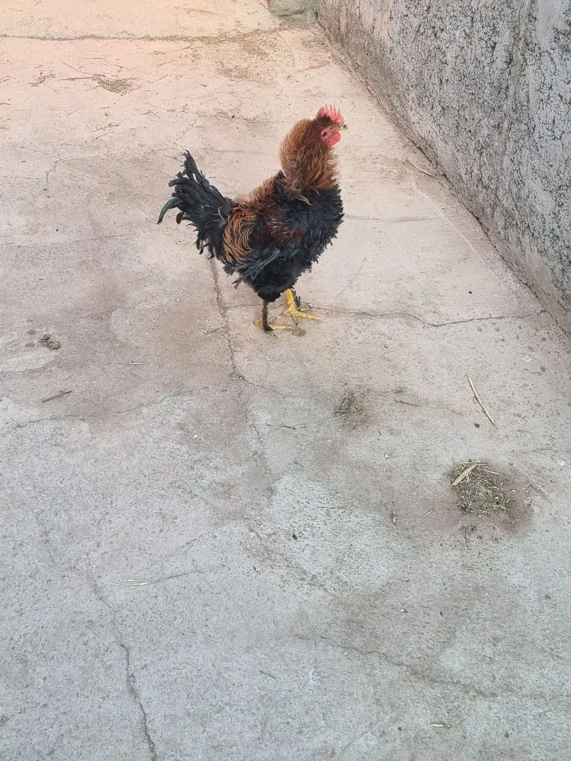 خروس فر|حیوانات مزرعه|نگار, |دیوار