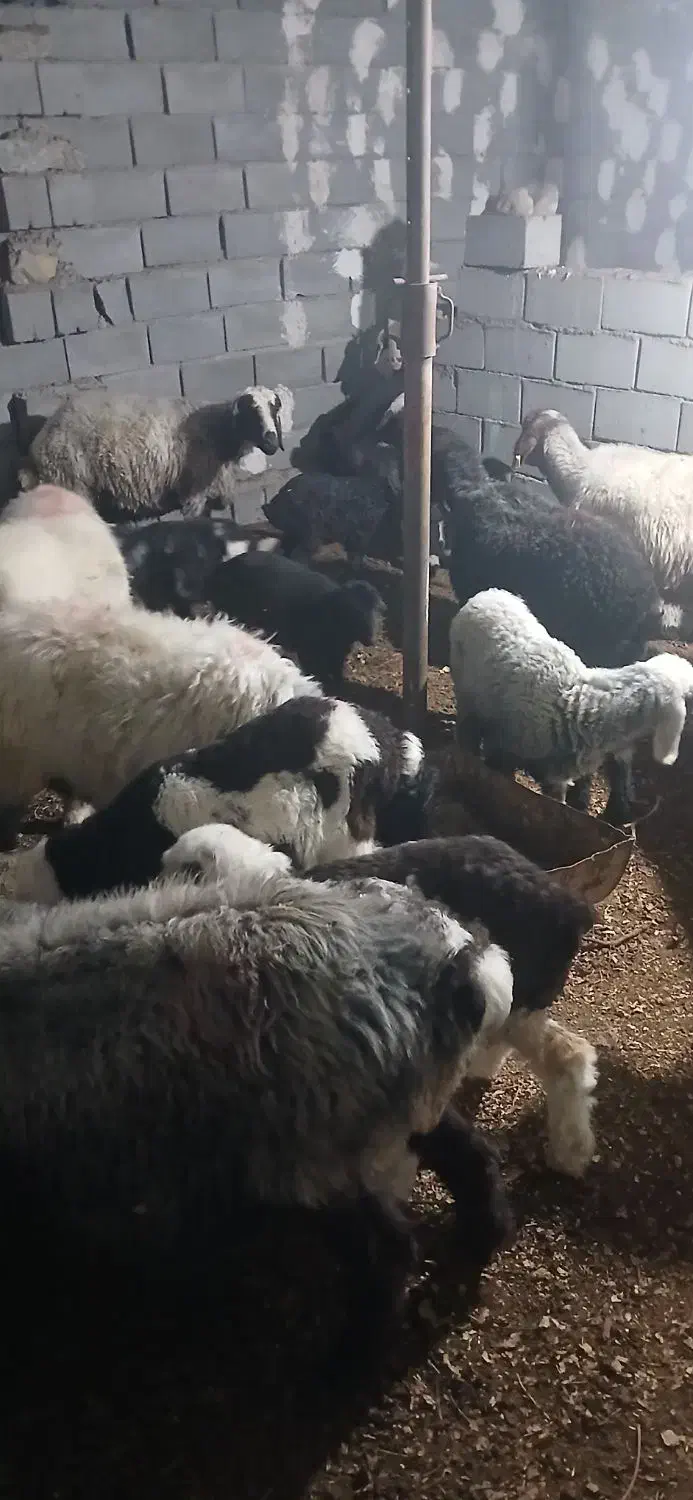 میش بره فروشی|حیوانات مزرعه|مهریز, |دیوار