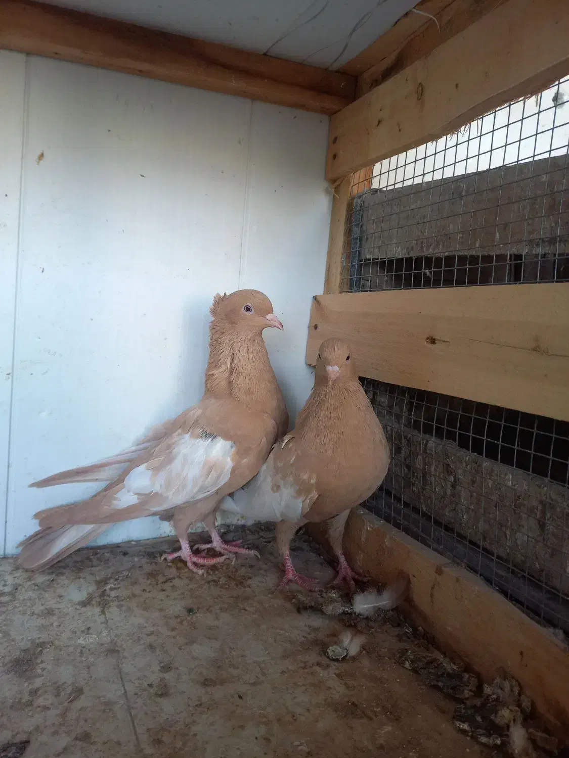 پرنده|پرنده|برازجان, |دیوار