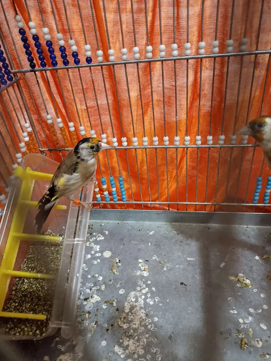 سهره|پرنده|مریوان, |دیوار